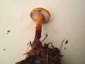 Cystoderma amianthinum - Amiant-Krnchenschirmling - Hdingen