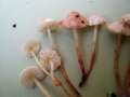 Cystolepiota seminuda - Weier Mehlschirmling;Zierlicher Mehlschirmling - Hdingen