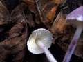 Cystolepiota bucknallii - Violetter Mehlschirmling - Weferlingen