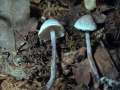 Cystolepiota bucknallii - Violetter Mehlschirmling - Weferlingen