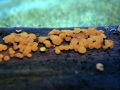 Dacryomyces capitatus - Bewurzelte Gallerttrne - Weferlingen