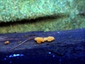 Dacryomyces capitatus - Bewurzelte Gallerttrne - Weferlingen