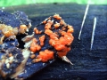 Dacryomyces stillatus - Zerfließende Gallertträne - Weferlingen