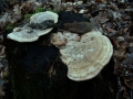Eichen Wirrling