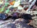 Daldinia concentrica - Kohliger Kugelpilz - Hdingen