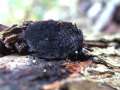 Daldinia concentrica - Kohliger Kugelpilz - Hdingen