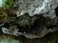 Datronia mollis - Großporige Datronie - Weferlingen