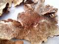 Datronia mollis - Weicher Resupinatporling - Weferlingen