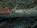 Encoelia furfuracea - Knulicher Haselbecherling - Weferlingen-Walbeck