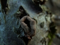 Encoelia furfuracea - Knulicher Haselbecherling - Weferlingen-Walbeck