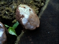 Reticularia lycoperdon - Stublings-Schleimpilz - Weferlingen