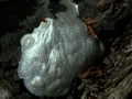 Reticularia lycoperdon - Stublings-Schleimpilz - Weferlingen