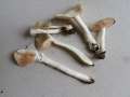 Entoloma&nbsp;niphoides&nbsp;-&nbsp;Schneewei��r Fr�hlings-R�tling&nbsp;-&nbsp;Flechtingen