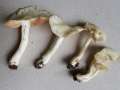 Entoloma&nbsp;niphoides&nbsp;-&nbsp;Schneewei��r Fr�hlings-R�tling&nbsp;-&nbsp;Flechtingen