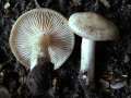 Entoloma clypeatum - Schild -Rtling - Helmstedt