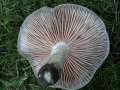 Entoloma clypeatum - Schild -Rtling - Helmstedt