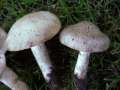 Entoloma clypeatum - Schild -Rtling - Helmstedt