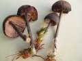 Entoloma melanochroum - Schwarzfarbiger Zrtling - Helmstedt