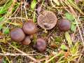 Entoloma sericeum - Seidiger Rtling - Helmstedt