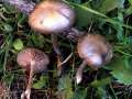 Entoloma sericeum - Seidiger Rtling - Hdingen