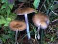 Entoloma sericeum - Seidiger Rtling - Hdingen