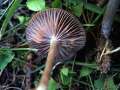 Entoloma sericeum - Seidiger Rtling - Hdingen