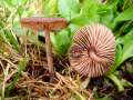 Entoloma sericeum - Seidiger Rtling - Hdingen