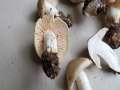 Entoloma&nbsp;sepium&nbsp;-&nbsp;Blassbrauner Schlehen-R�tling&nbsp;-&nbsp;H�rsingen