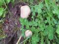 Entoloma&nbsp;sepium&nbsp;-&nbsp;Blassbrauner Schlehen-R�tling&nbsp;-&nbsp;H�rsingen