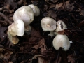 Entoloma&nbsp;sinuatum&nbsp;-&nbsp;Riesen - R�tling&nbsp;-&nbsp;Weferlingen