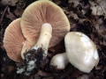 Entoloma&nbsp;sinuatum&nbsp;-&nbsp;Riesen - R�tling&nbsp;-&nbsp;Weferlingen
