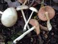 Entoloma rhodopolium - Niedergedrckter Rtling - Weferlingen