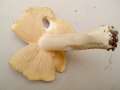 Entoloma sinuatum - Riesen Rtling - Weferlingen