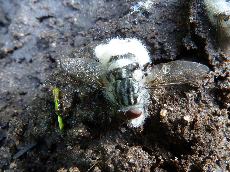 PilzeEntomophthora, muscae, Fliegentöter, Kämkerhorst, Insekt