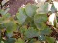Erysiphe&nbsp;aquilegiae&nbsp;-&nbsp;Akelei&nbsp;-&nbsp;H�dingen