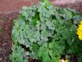 Erysiphe&nbsp;aquilegiae&nbsp;-&nbsp;Akelei&nbsp;-&nbsp;H�dingen