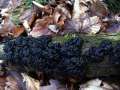 Exidia nigricans - Warziger Drsling;Hexenbutter - Hdingen
