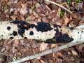 Exidia nigricans - Warziger Drsling; Hexenbutter - Hdingen