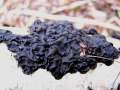 Exidia nigricans - Warziger Drsling; Hexenbutter - Hdingen
