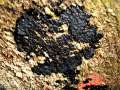 Exidia nigricans - Warziger Drsling; Hexenbutter - Weferlingen-Walbeck