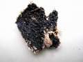 Exidia nigricans - Warziger Drsling; Hexenbutter - Weferlingen-Walbeck