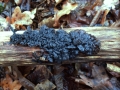 Exidia nigricans - Warziger Drsling,Hexenbutter - Weferlingen