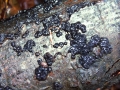 Exidia nigricans - Warziger Drsling,Hexenbutter - Weferlingen