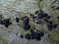 Exidia nigricans - Warziger Drsling; Hexenbutter - Weferlingen
