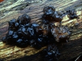 Exidia nigricans - Warziger Drsling; Hexenbutter - Weferlingen