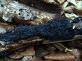 Exidia nigricans - Warziger Drsling; Hexenbutter - Weferlingen