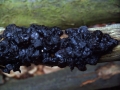 Exidia nigricans - Warziger Drsling; Hexenbutter - Weferlingen