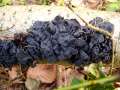 Exidia nigricans - Warziger Drsling; Hexenbutter - Weferlingen