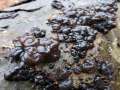 Exidia nigricans - Warziger Drsling - Weferlingen