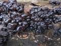 Exidia nigricans - Warziger Drsling - Weferlingen